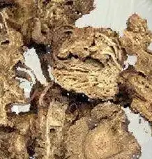 Củ Bạch Truật