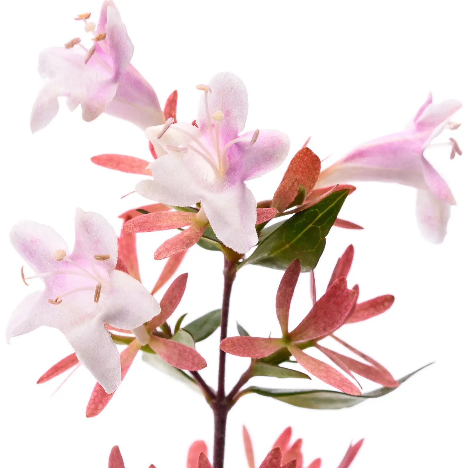 Hoa Abelia