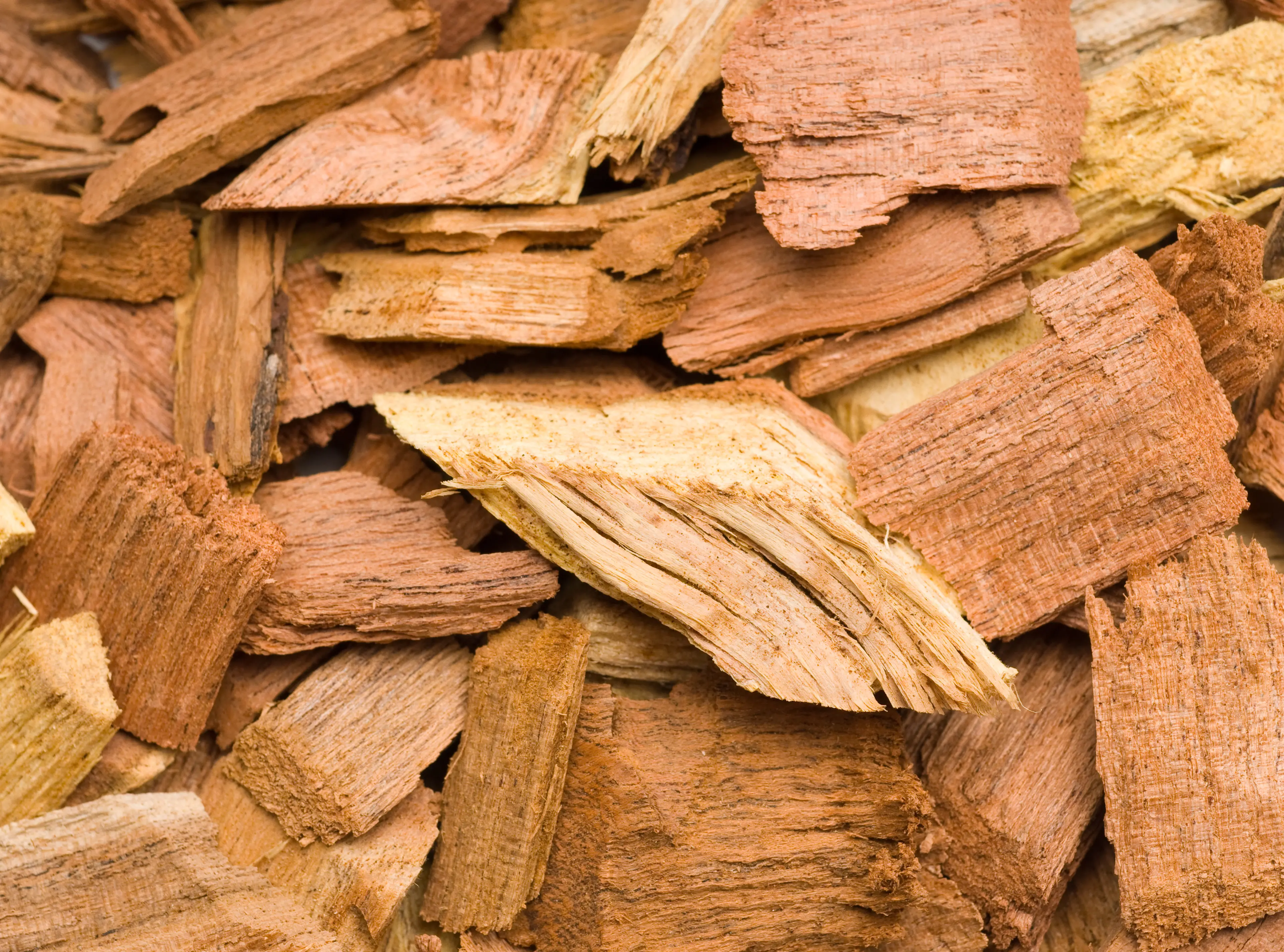 Cây mesquite