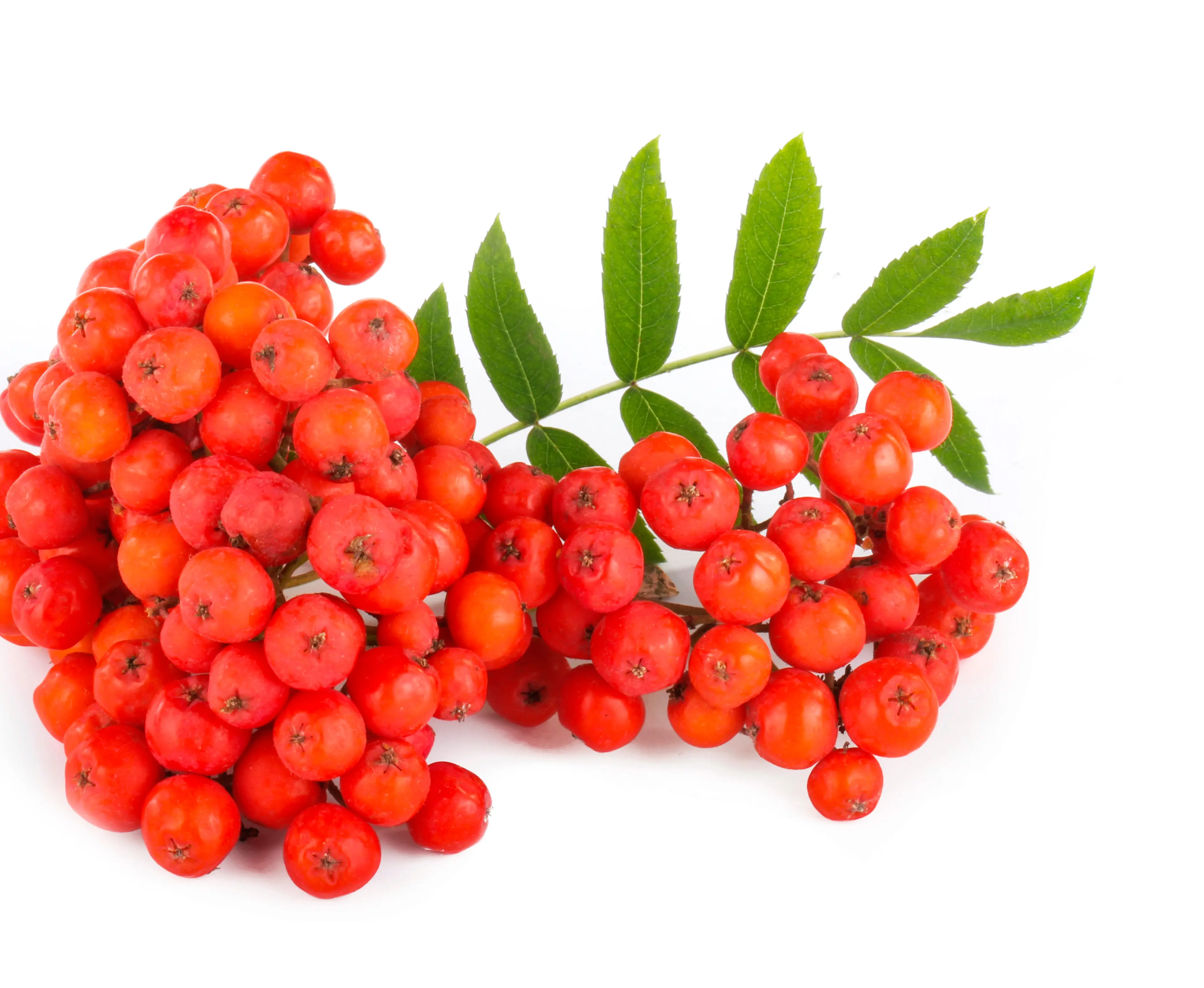 Cây tần bì