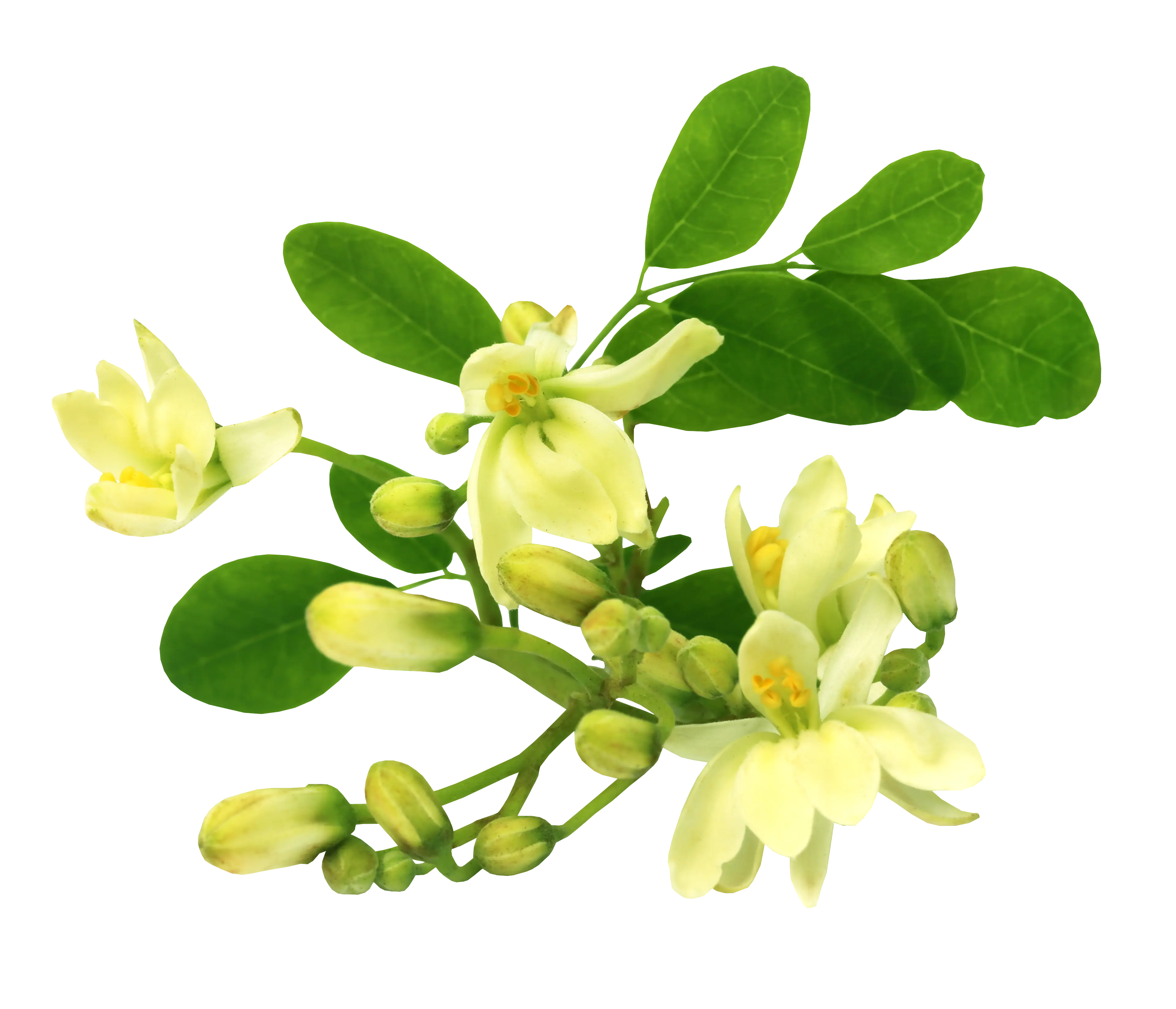 Hoa chùm ngây