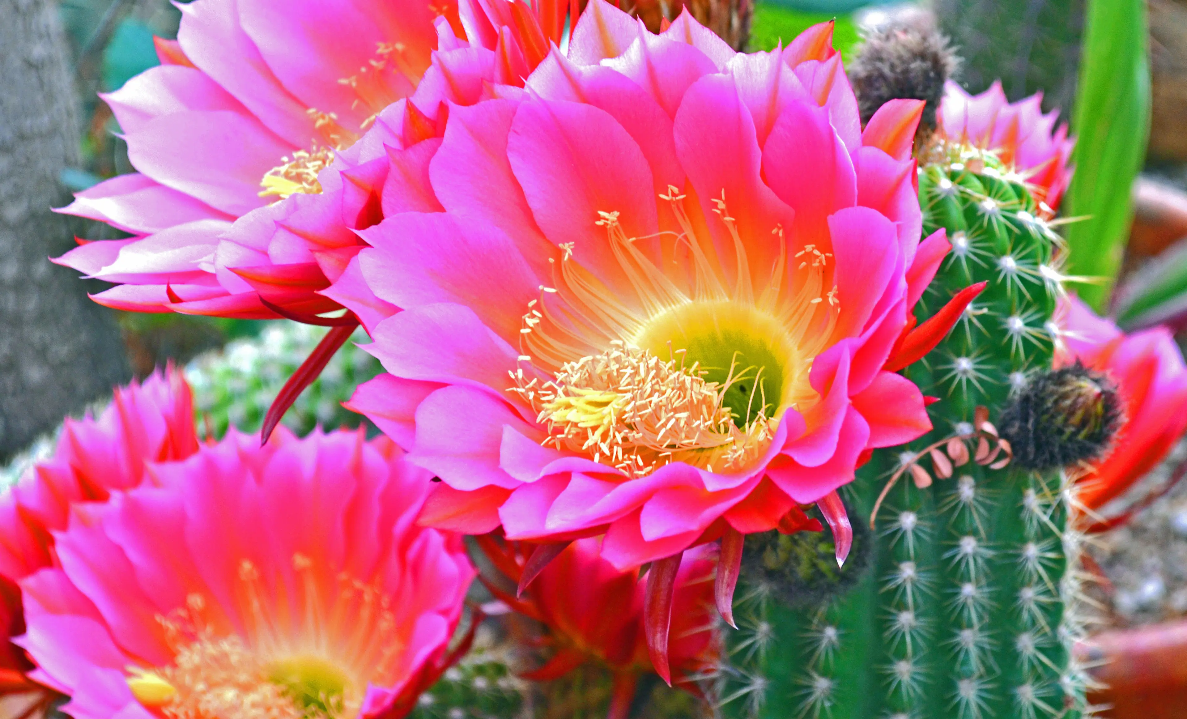 Hoa xương rồng