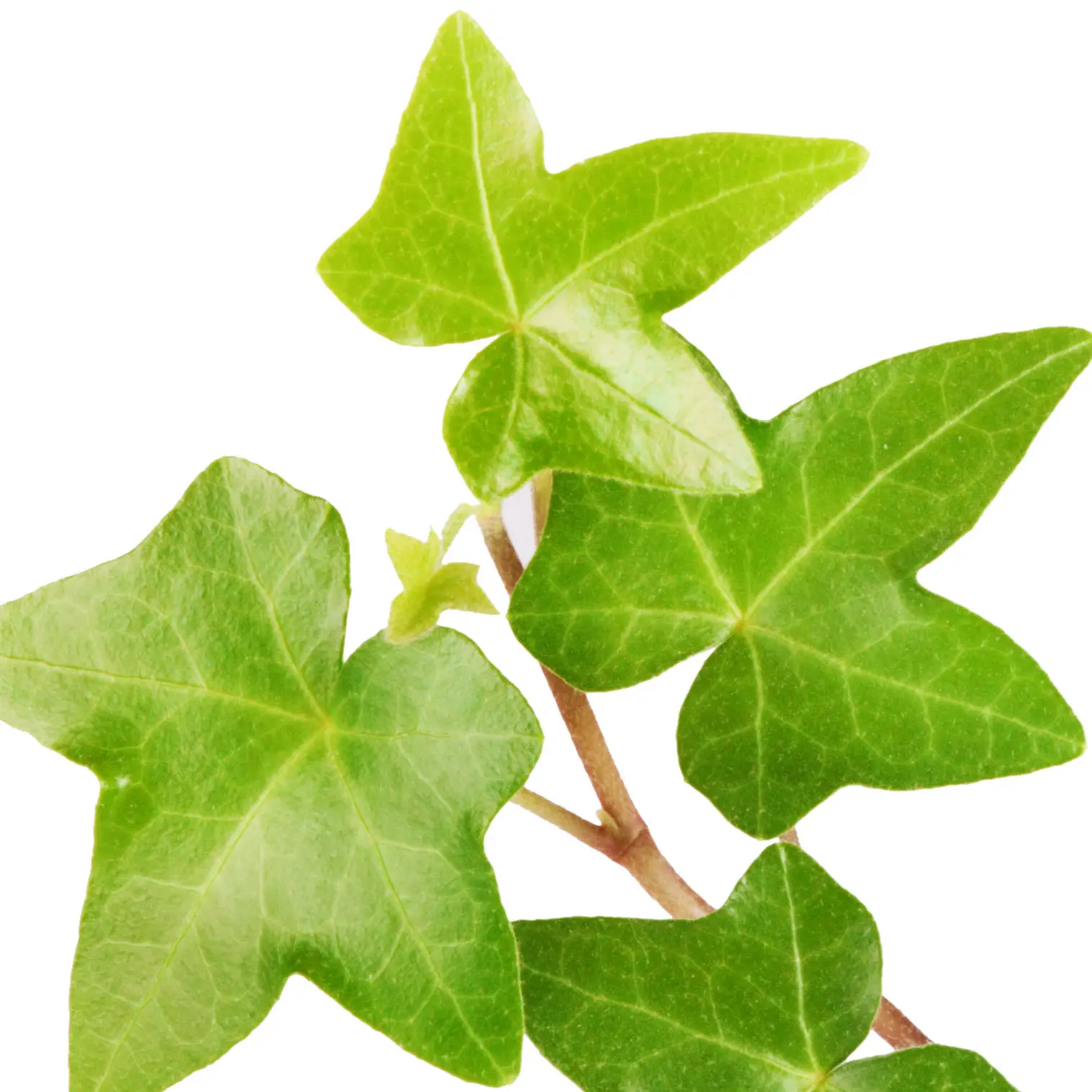 Cây thường xuân