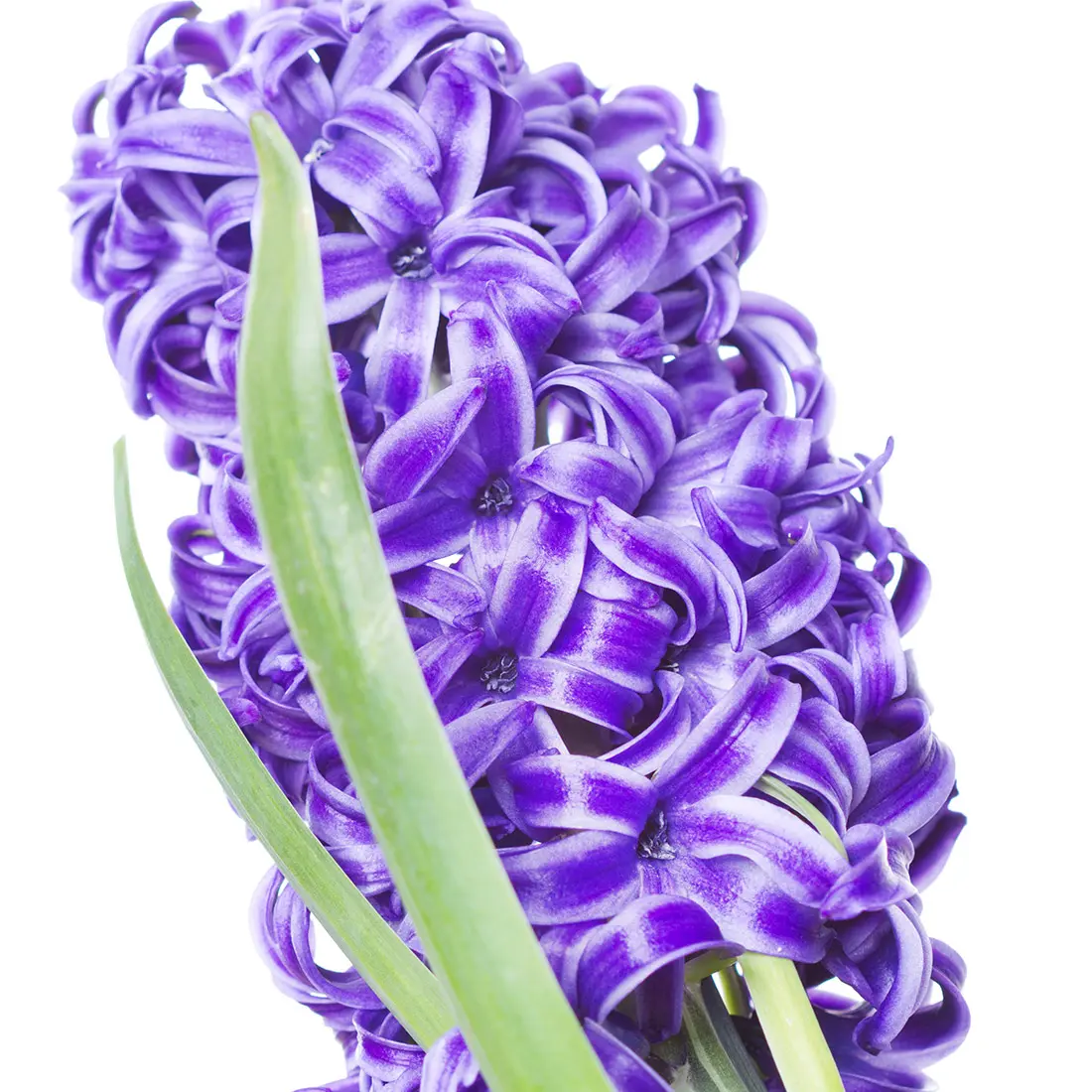 Hoa lan dạ hương
