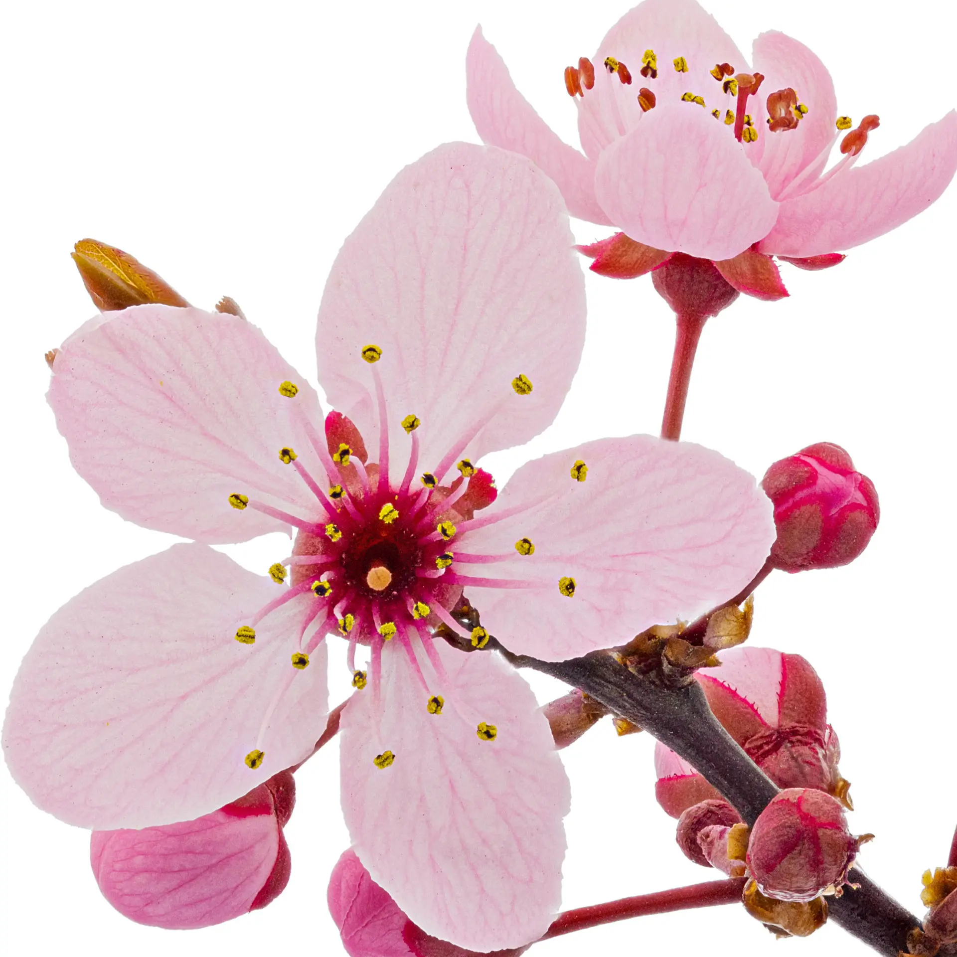 Hoa anh đào