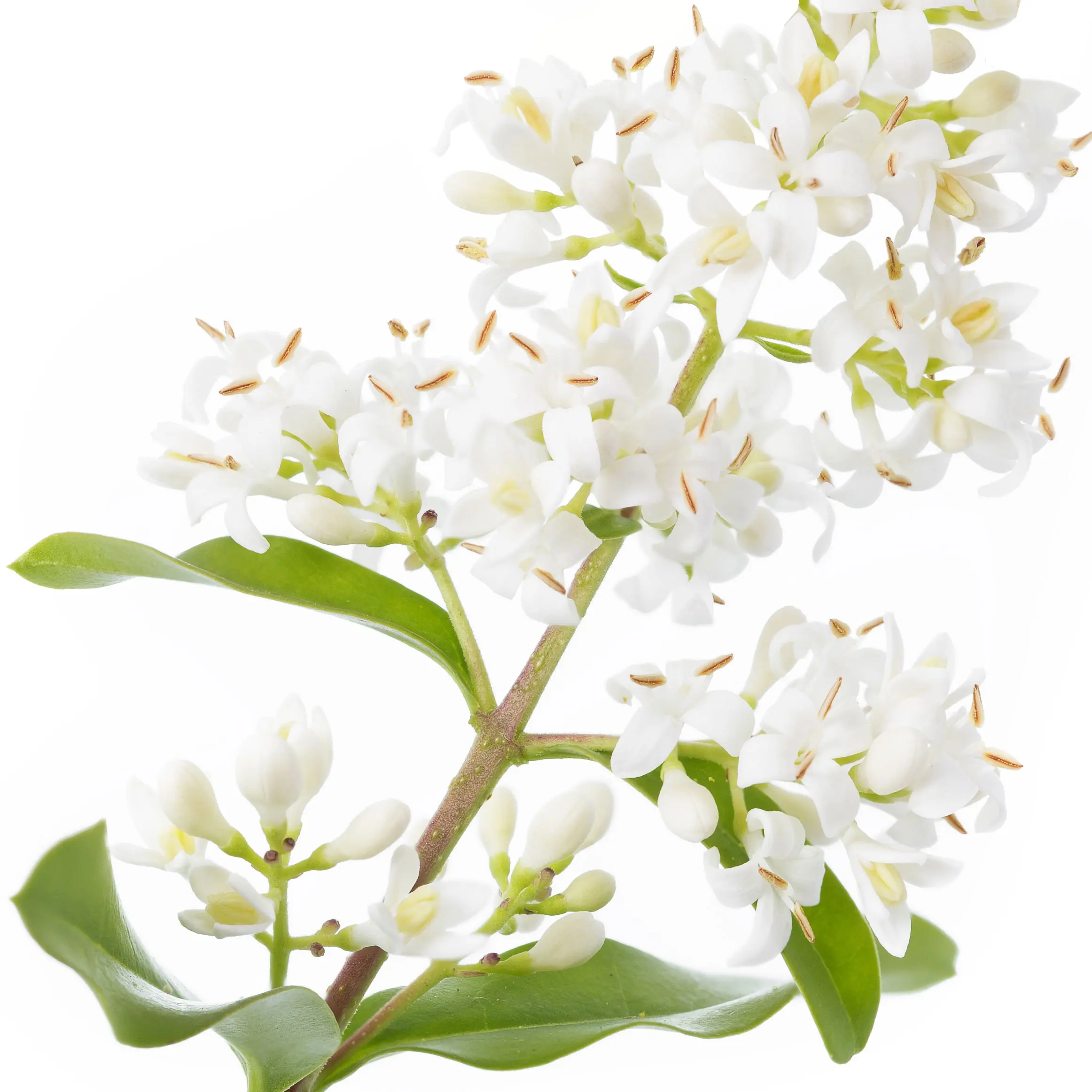 Cây thủy lạp