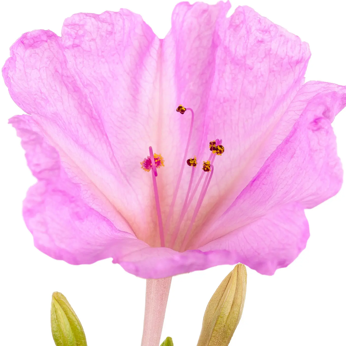 Hoa bốn giờ