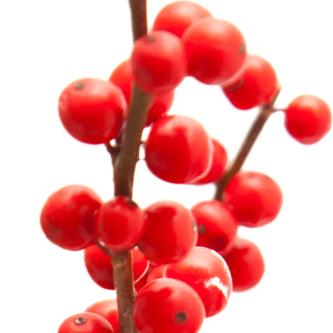 Cây winterberry