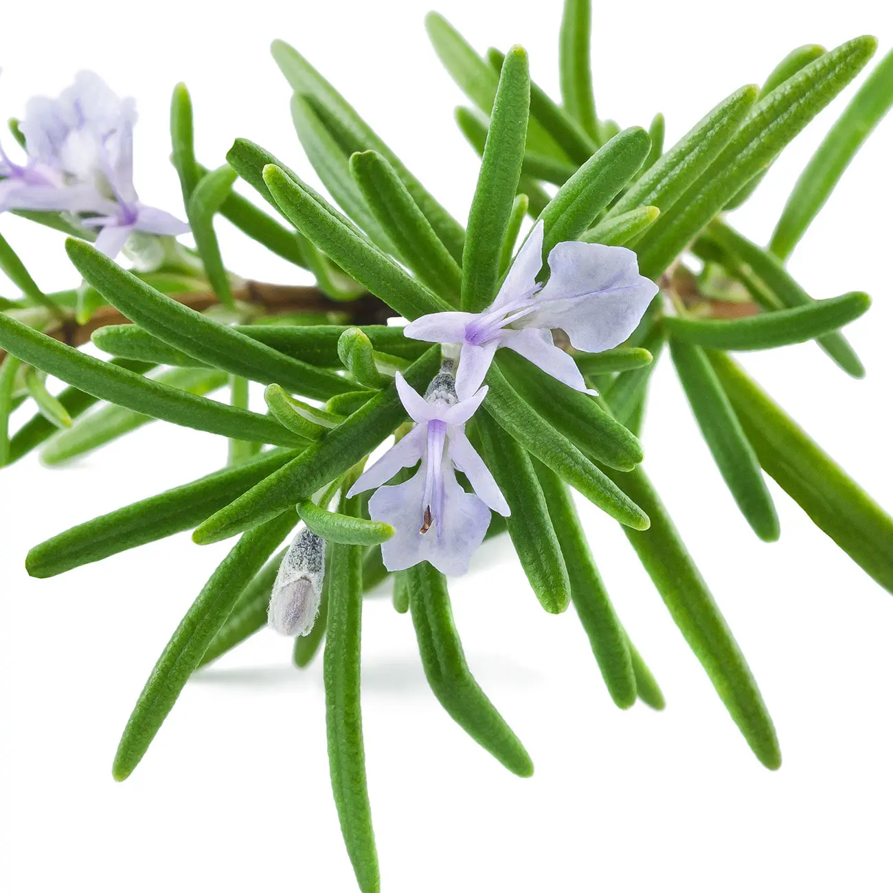 Cây hương thảo