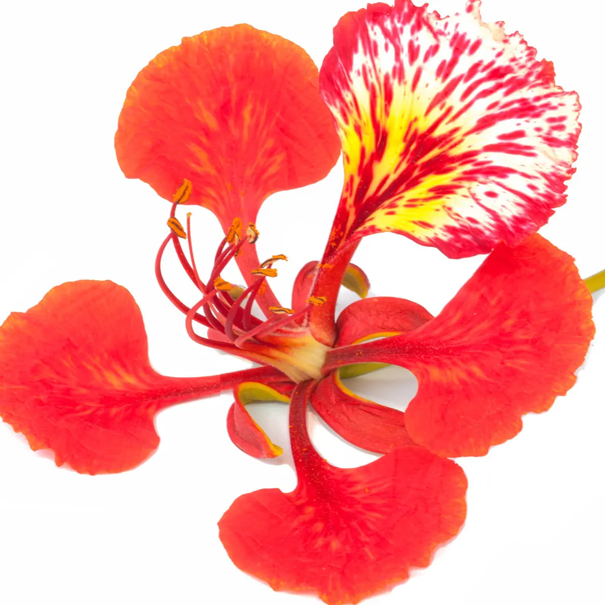Cây giáng sinh