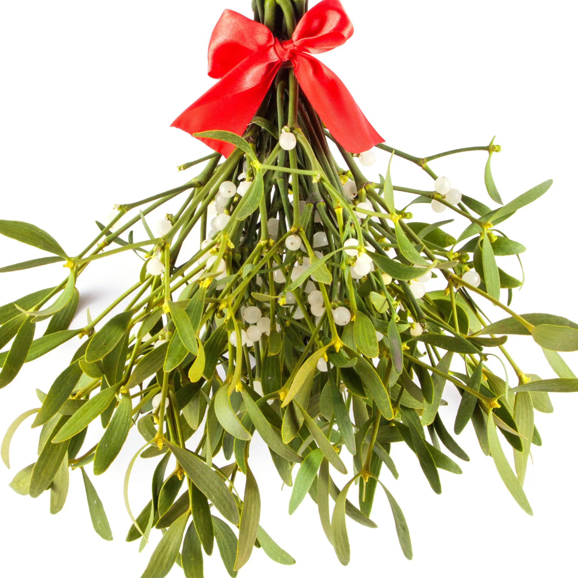 Cây tầm gửi