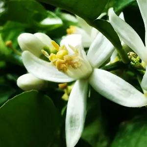 Hoa cam Bergamot