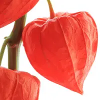 Quả Tầm Bóp