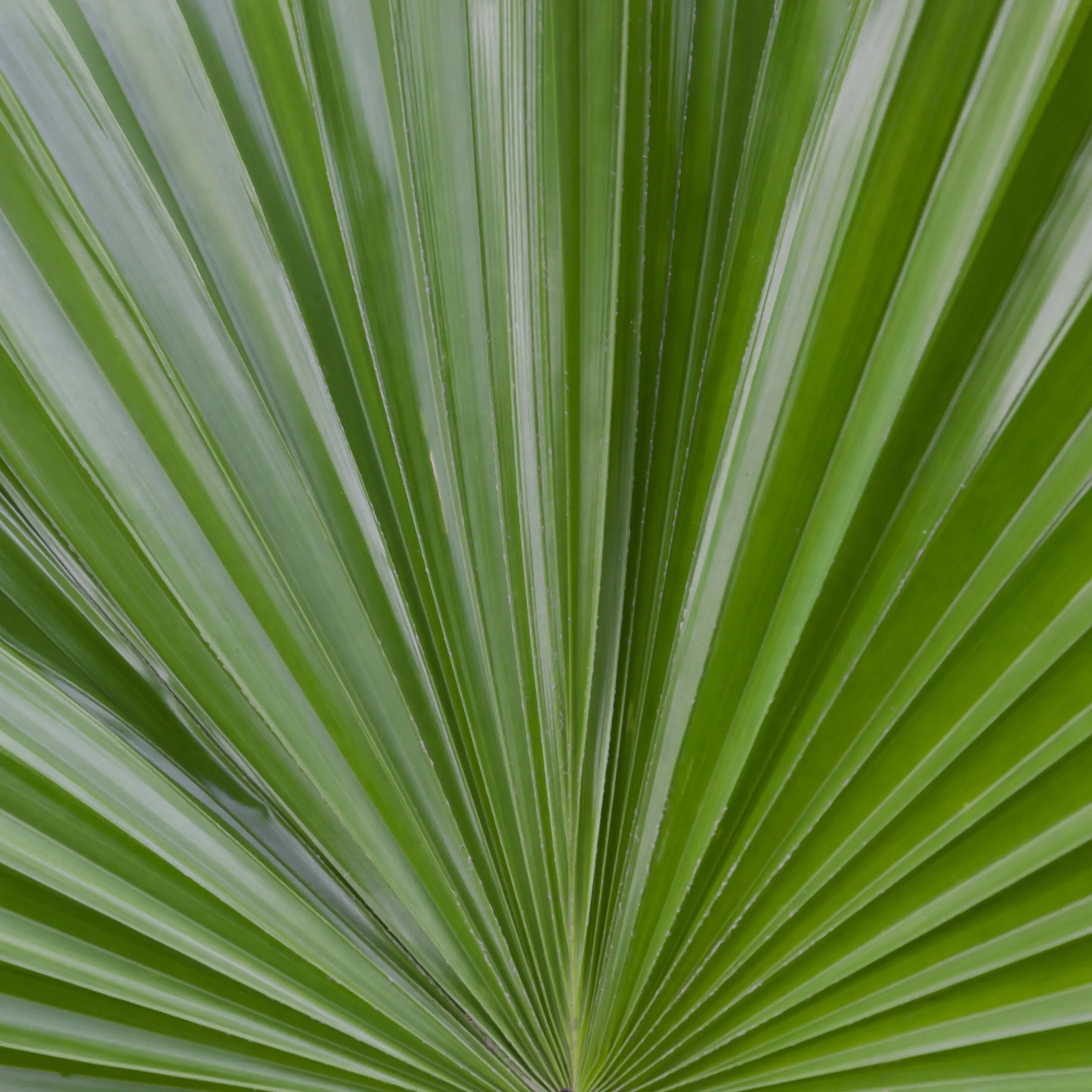 Cây cọ lùn