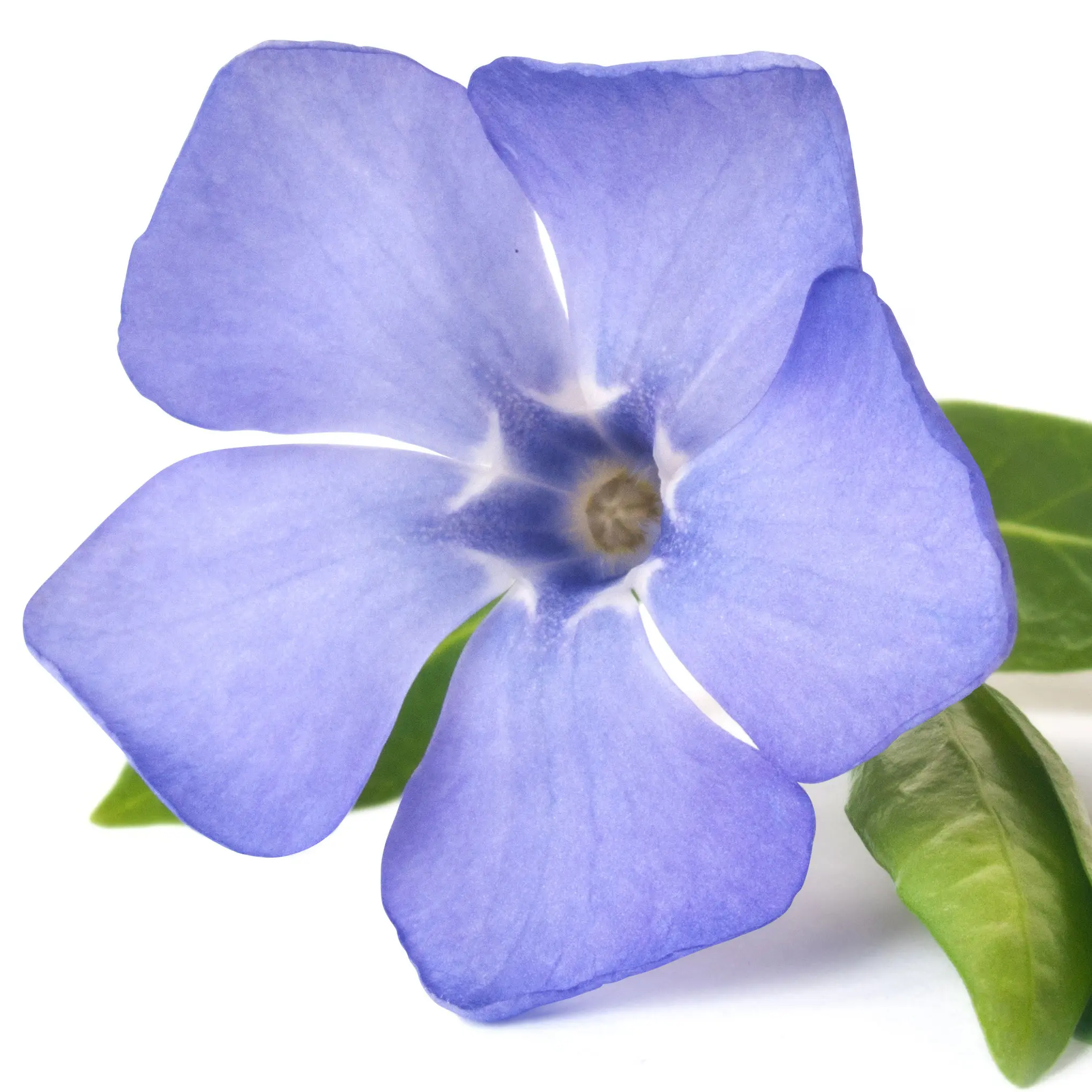 Hoa Dừa Cạn