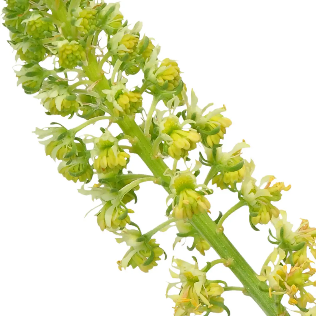 Hoa Reseda