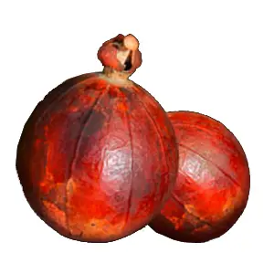 Trái Maninka