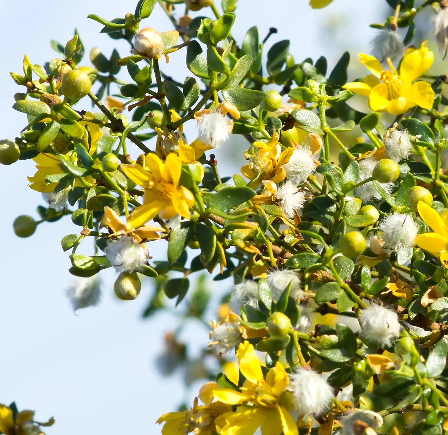 Cây bụi creosote