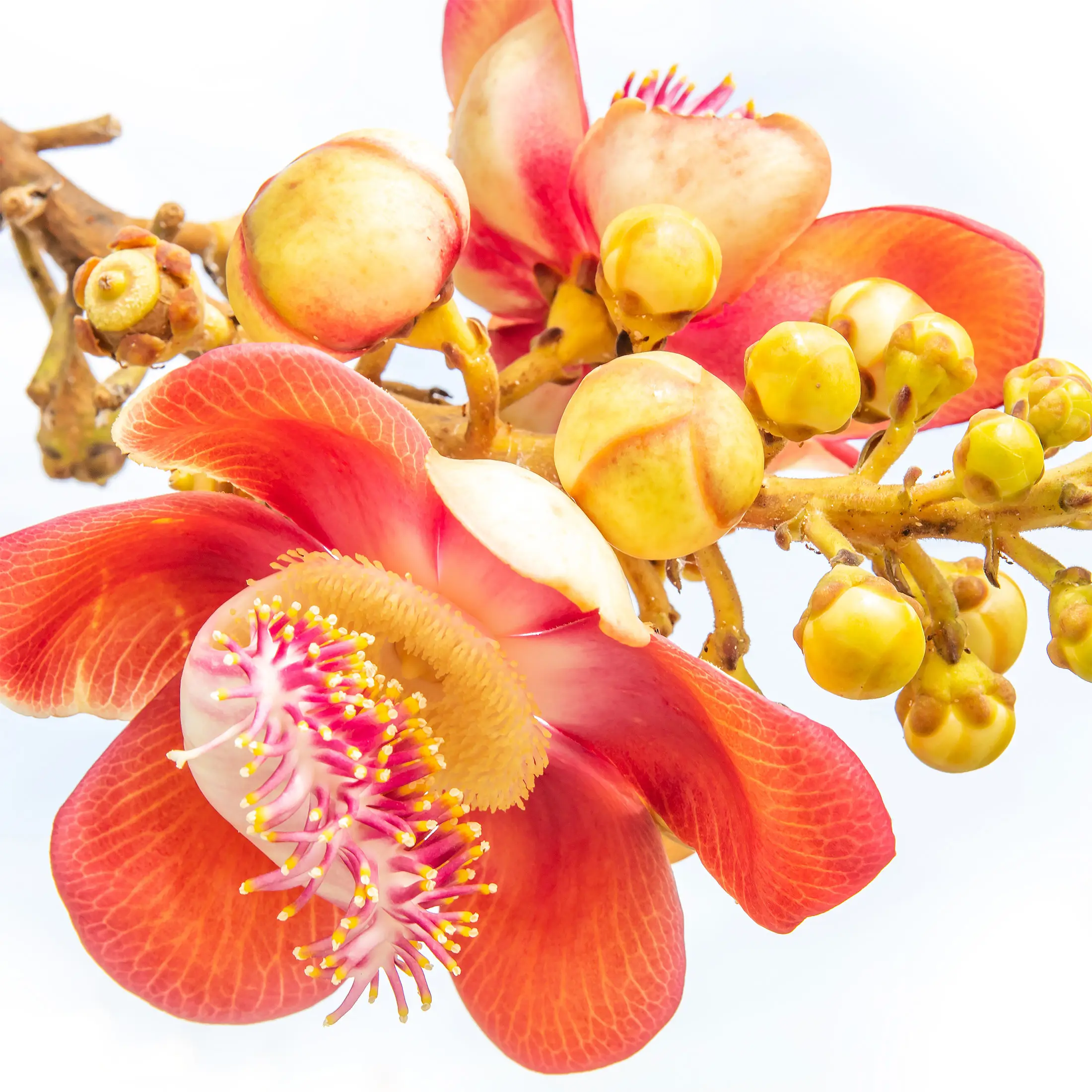 Hoa ngọc kỳ lân
