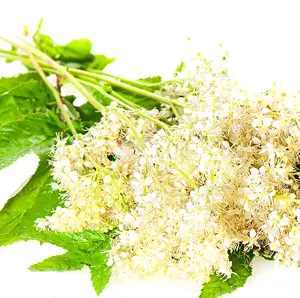 Cây cỏ ngọt
