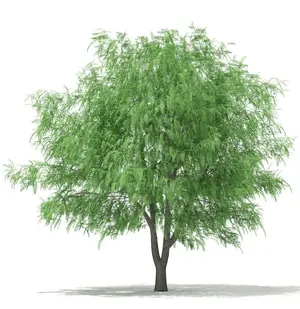 Liễu trắng