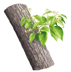 Gỗ Ho
