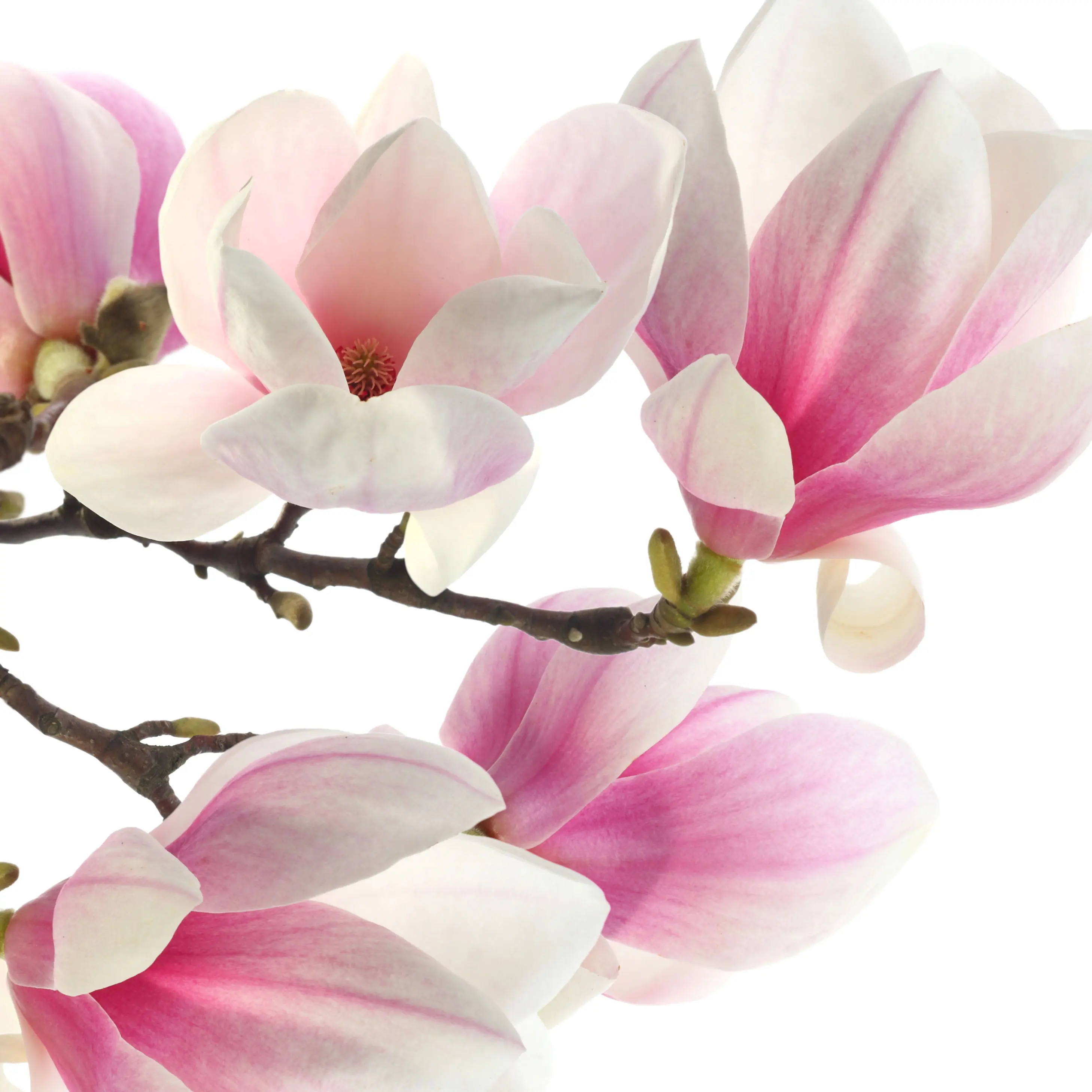 Hợp chất hương Mộc lan