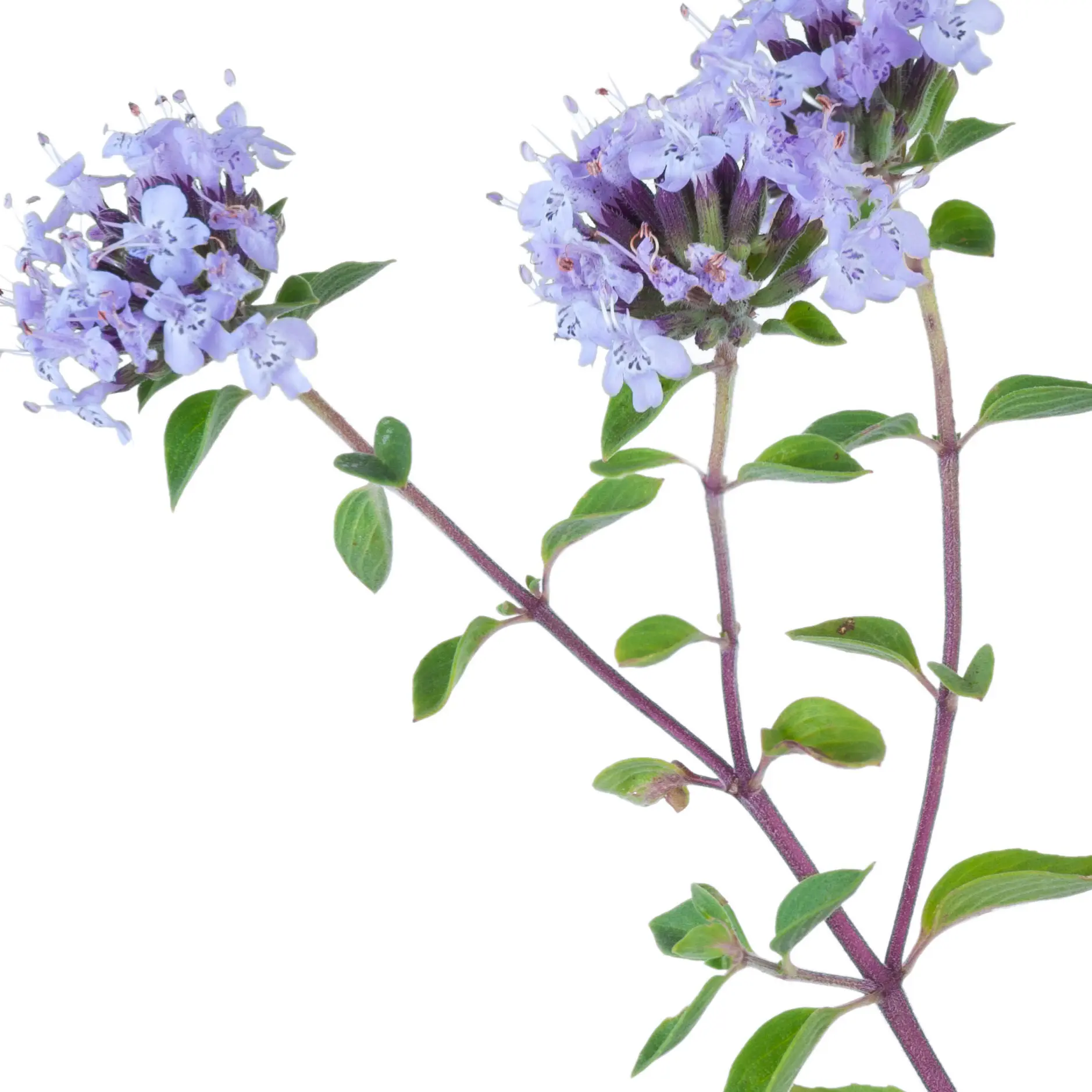 Cỏ xạ hương