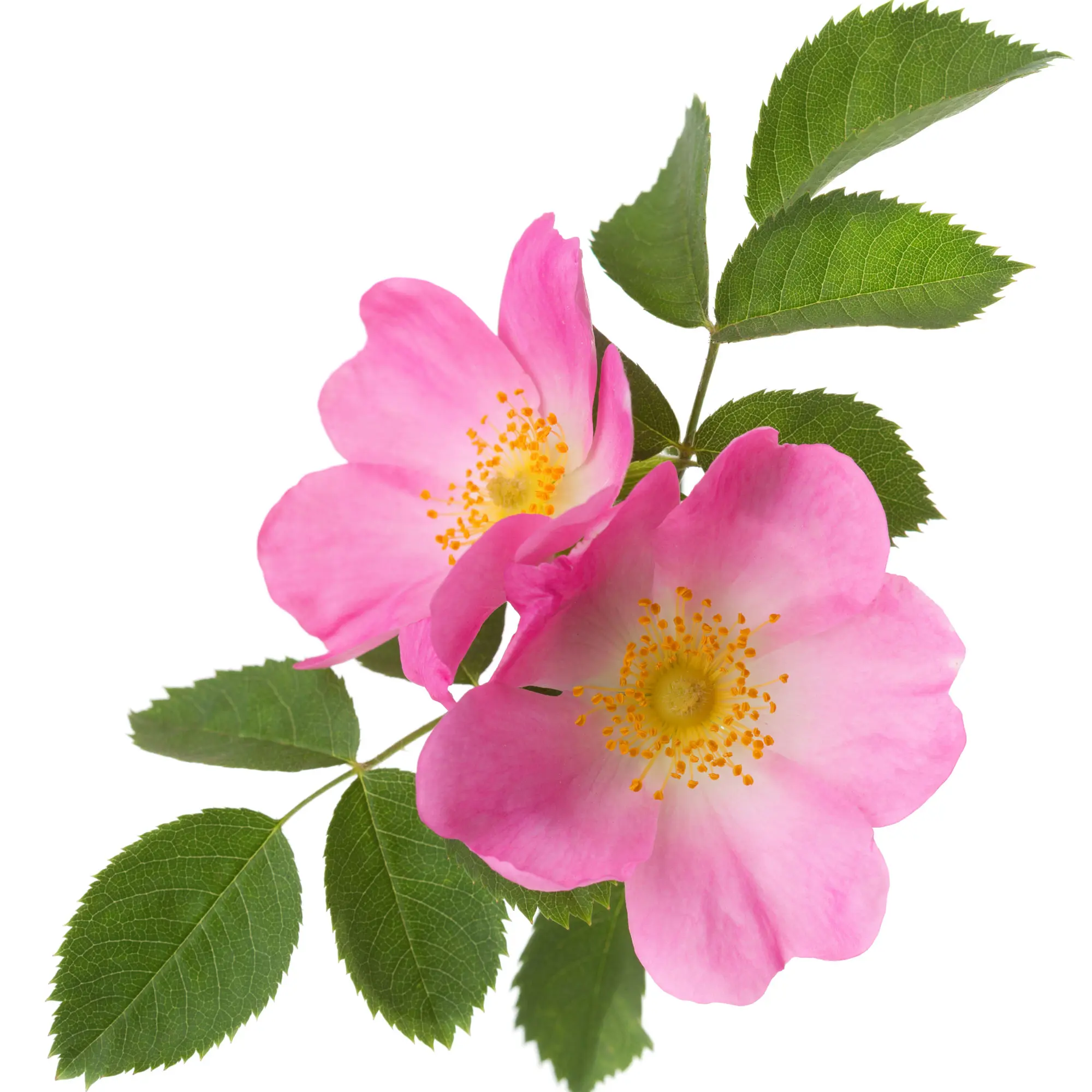 Hoa hồng Eglantine