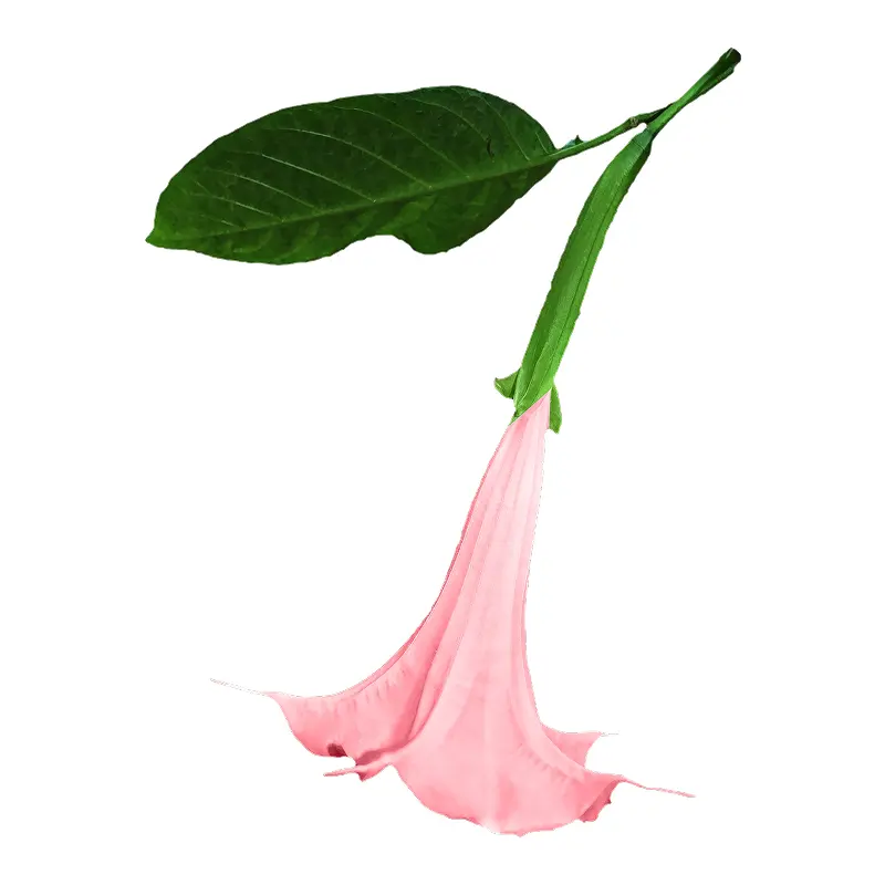 Hoa loa kèn