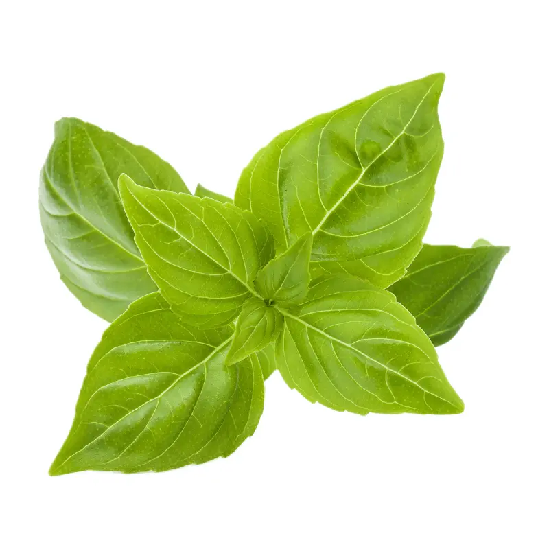 Lá húng quế