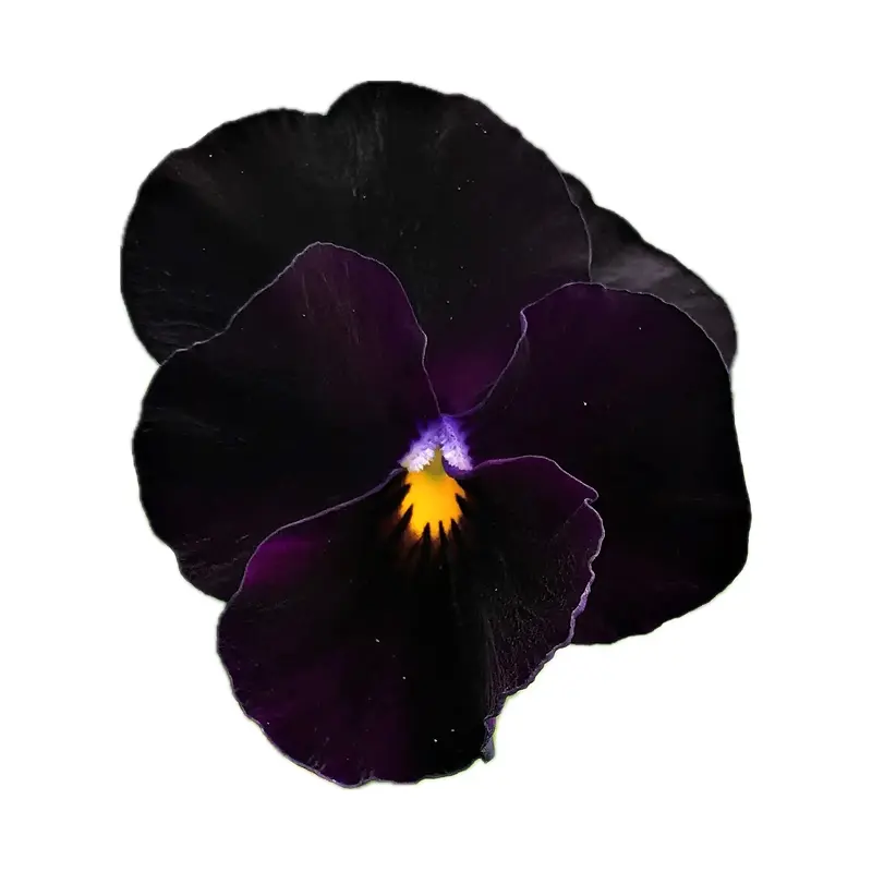 Hoa violet đen