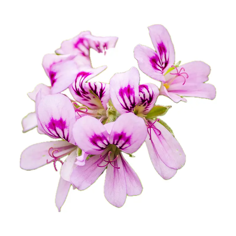 Phong lữ Bourbon