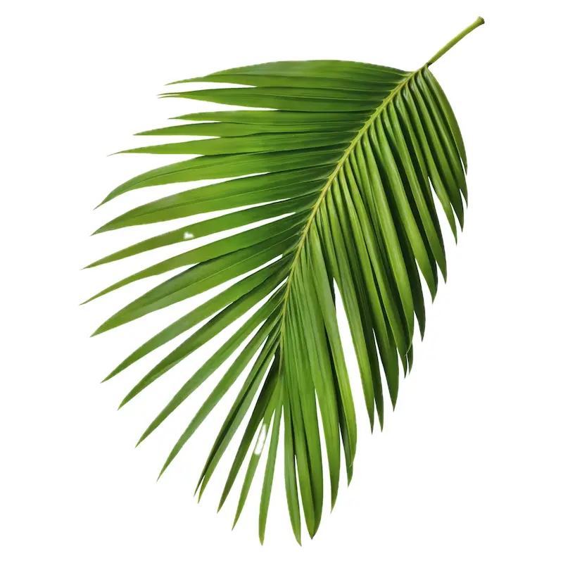 Lá dừa