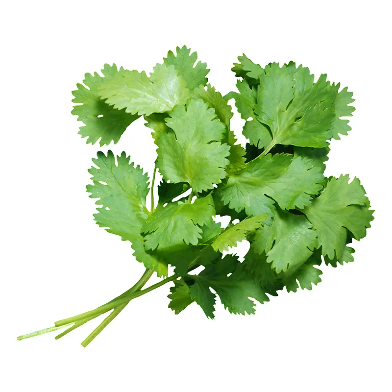 Hương rau mùi