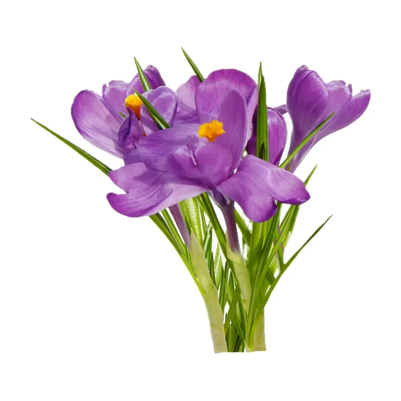 Các nốt hương hoa rừng