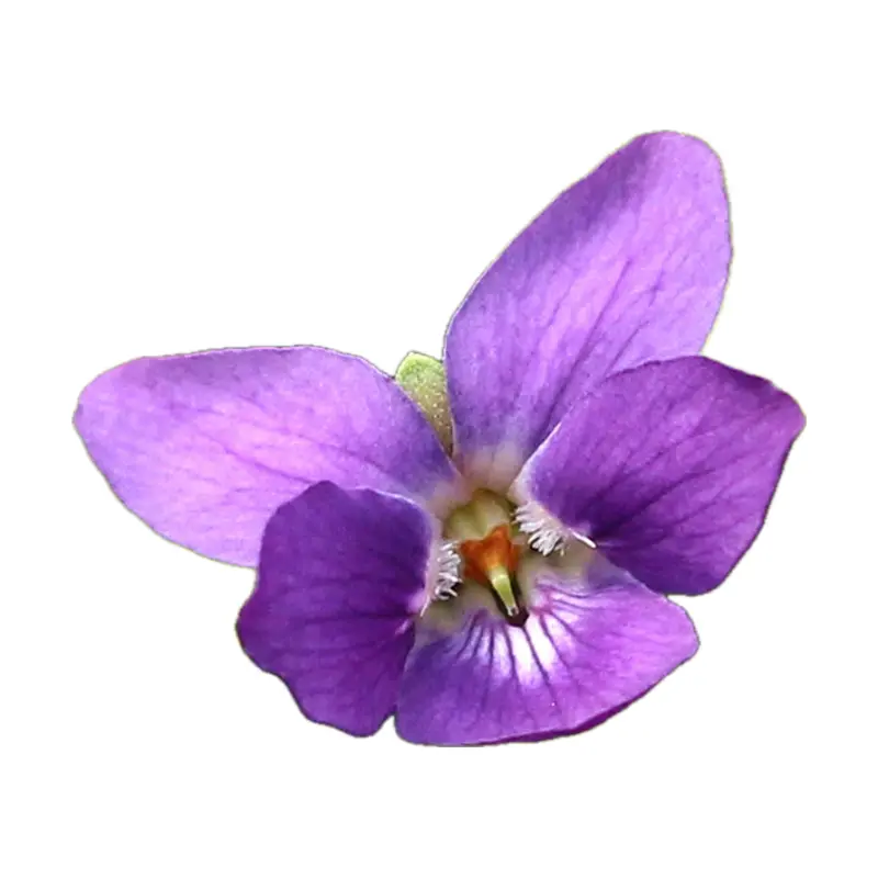 Hoa violet Pháp