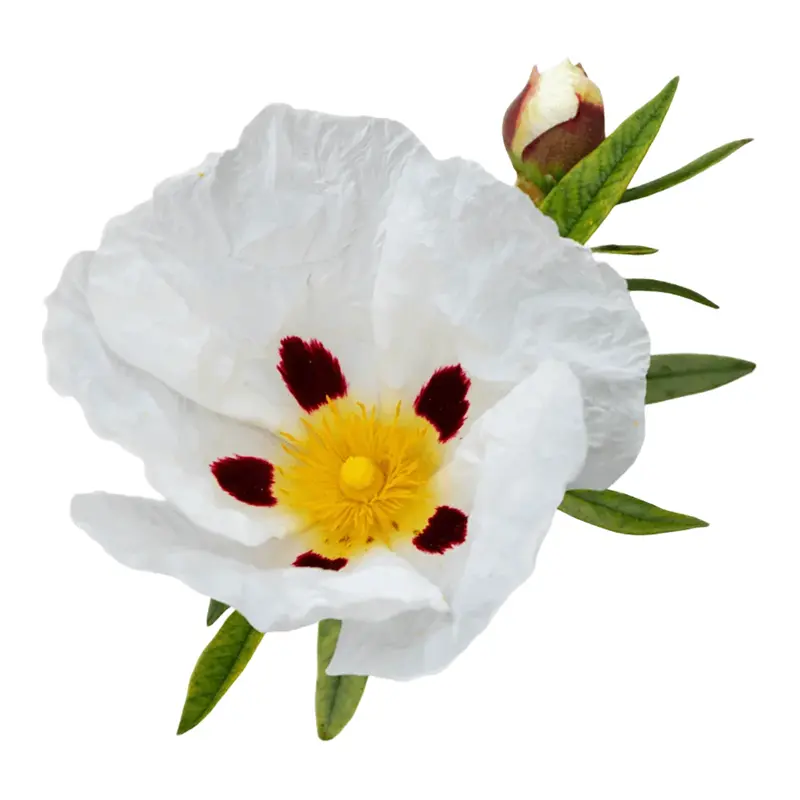 Nhựa Labdanum Pháp
