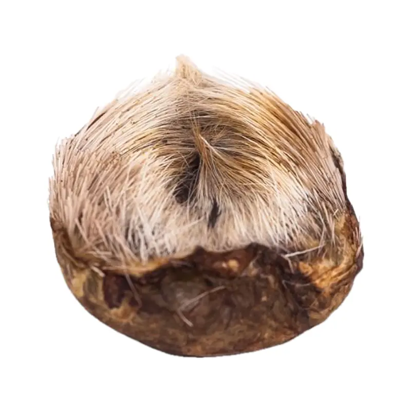 Xạ hương xám