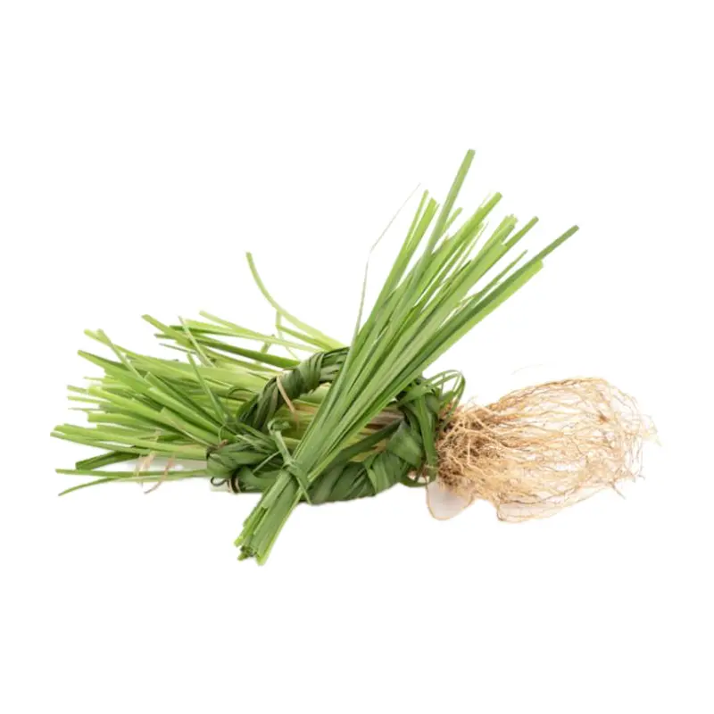 Cỏ hương bài Haiti