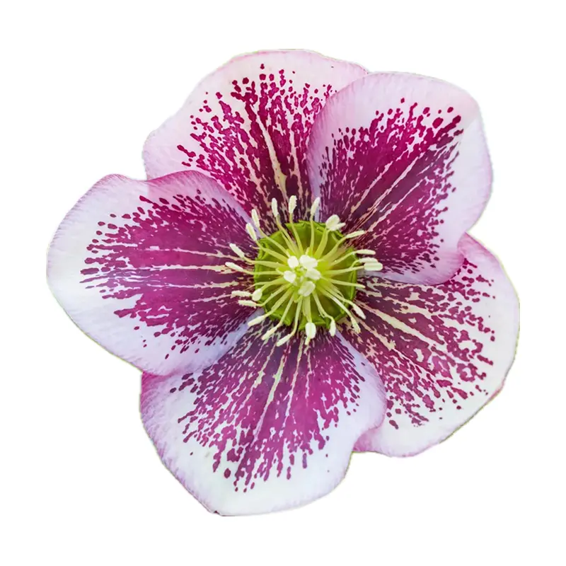 Hoa phi yến