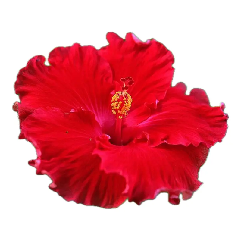 Hoa dâm bụt