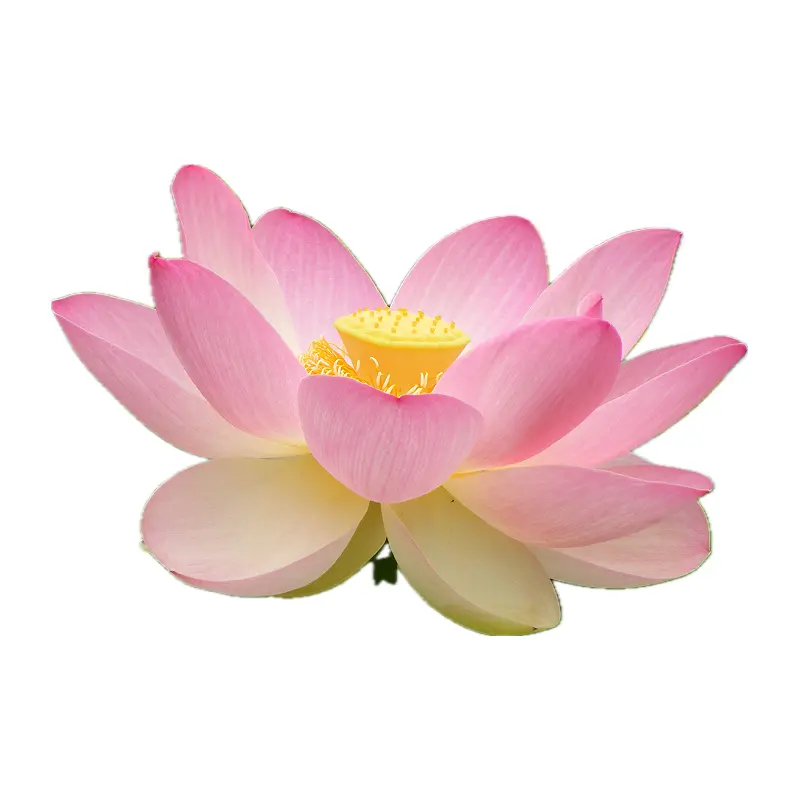 Sen Ấn Độ