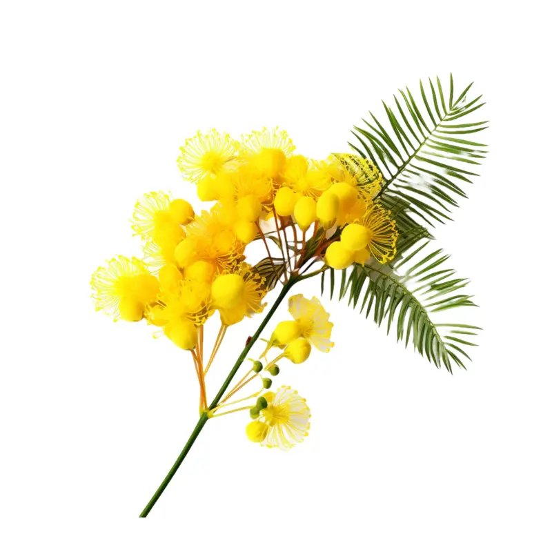 Mimosa Ấn Độ