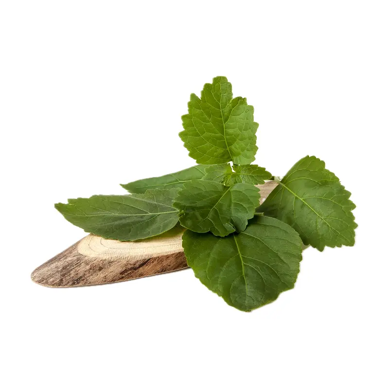 Lá hoắc hương Indonesia