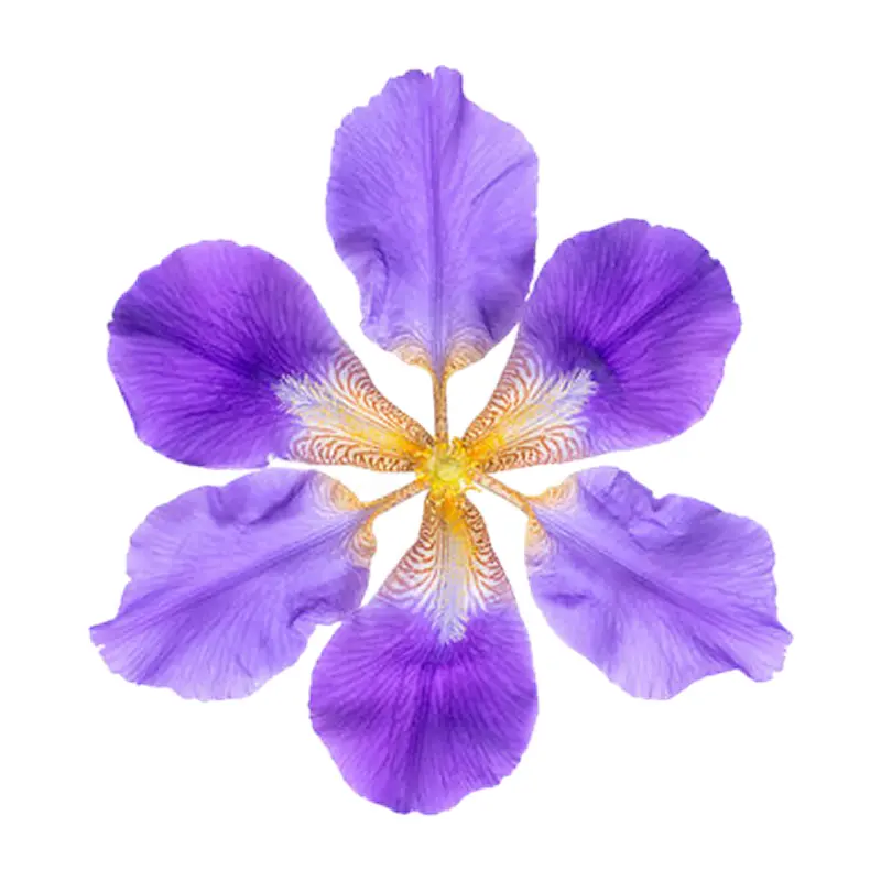 Cánh hoa diên vĩ