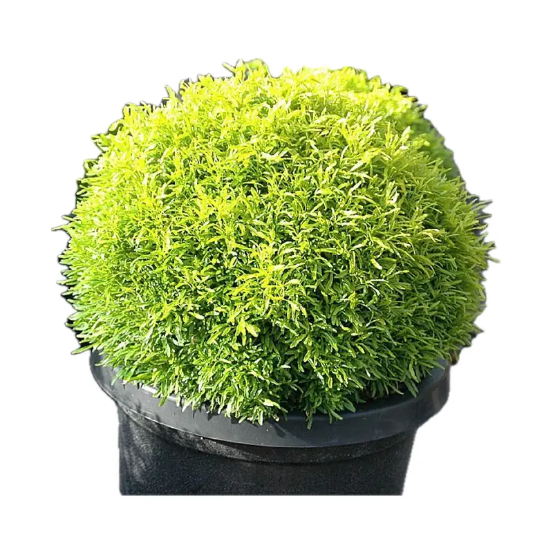 Xạ hương biển đảo