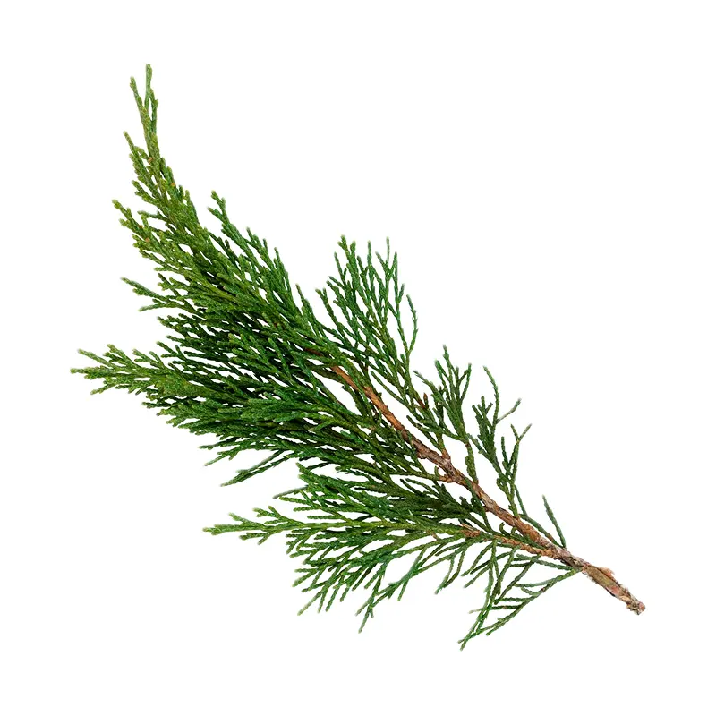 Cây bách Ý