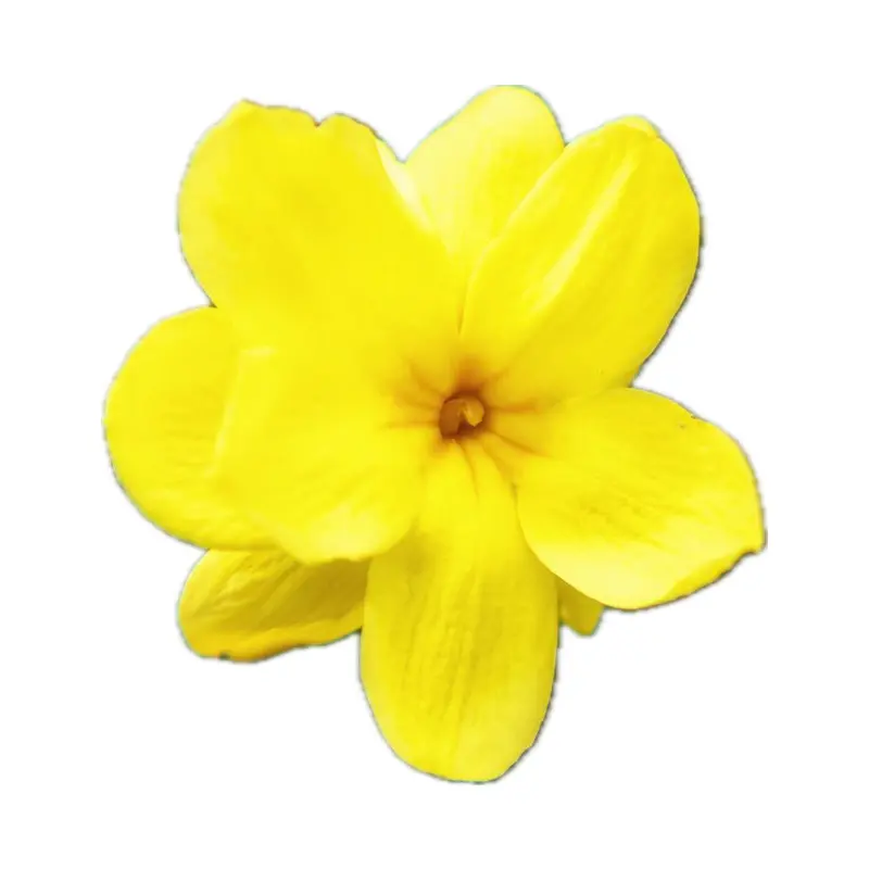 Hoa nhài Ý