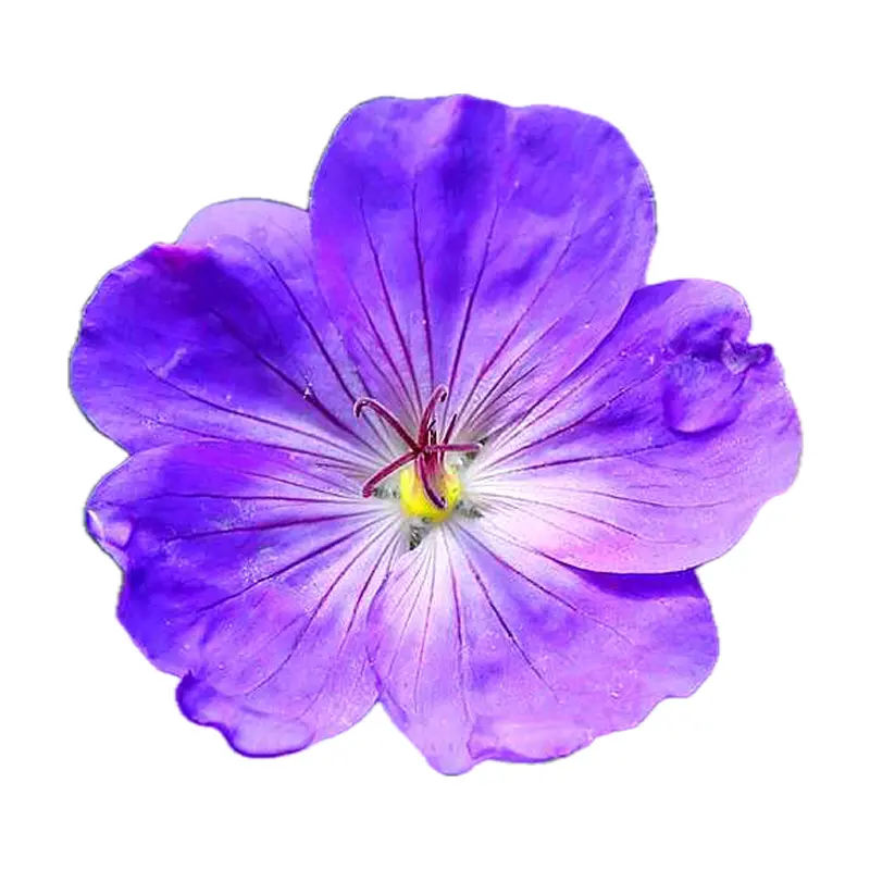Hoa violet Ý